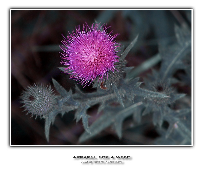 photo "Apparel for a weed" tags: macro and close-up, nature, flowers