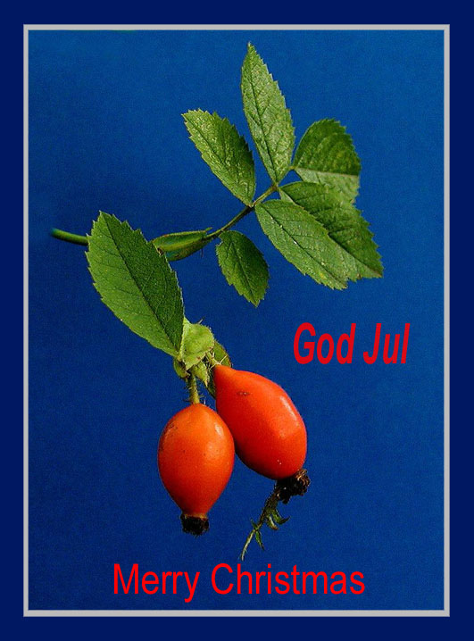 photo "Merry Christmas" tags: humor, 