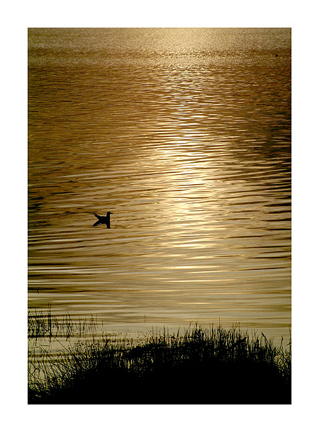 фото "Alone..." метки: разное, 