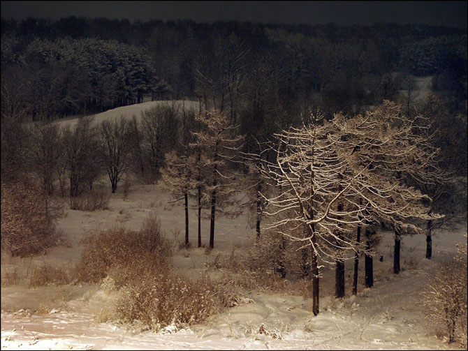 photo "Forest before X-mas" tags: landscape, forest, winter