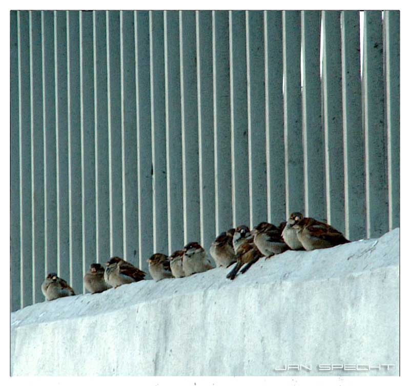 photo "Bird Parliament" tags: nature, misc., wild animals