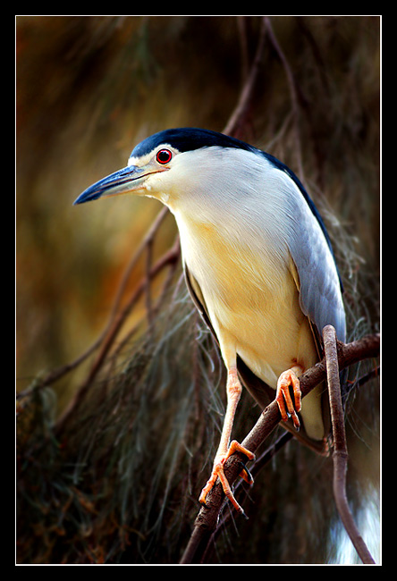 photo "BIRDY..." tags: nature, wild animals