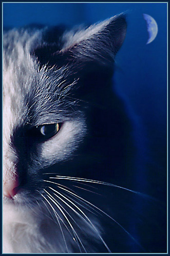 photo "Lunar cat" tags: nature, pets/farm animals