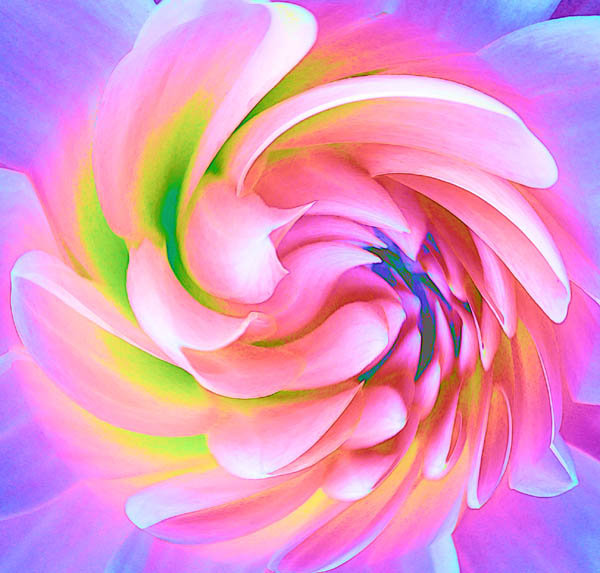 photo "Spiral Dahlia" tags: montage, nature, flowers