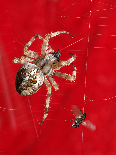 photo "SPIDER & FLYS" tags: nature, insect