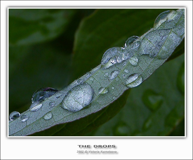 photo "The drops" tags: macro and close-up, nature, flowers