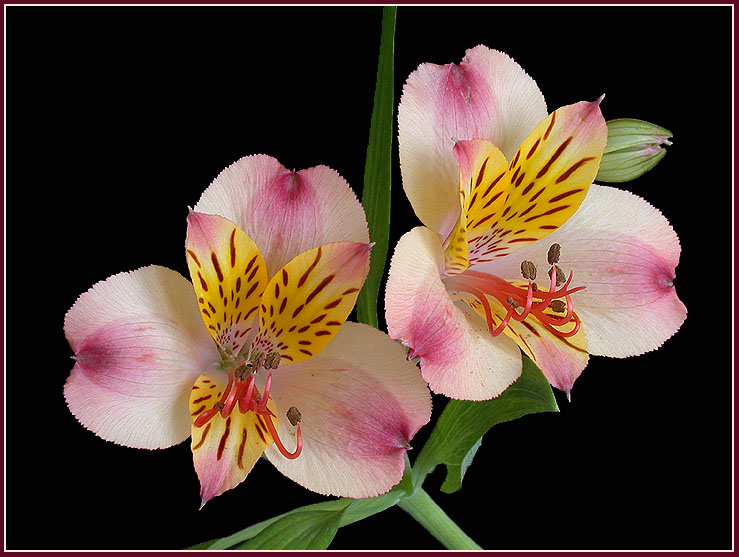 фото "Lilies" метки: природа, цветы