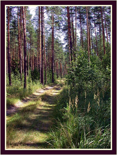 photo "Wood road" tags: landscape, forest, summer