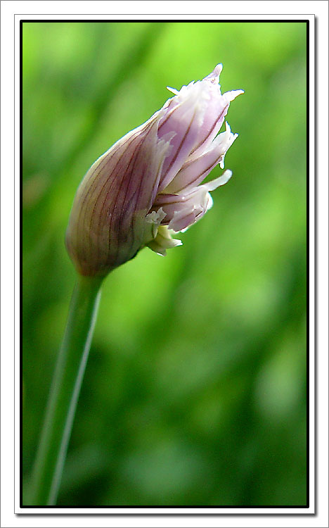 photo "Chive" tags: nature, macro and close-up, flowers