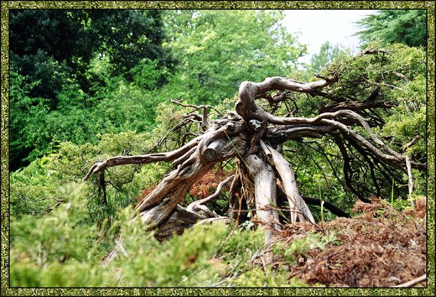 photo "Wood-Goblin" tags: travel, nature, Europe, flowers