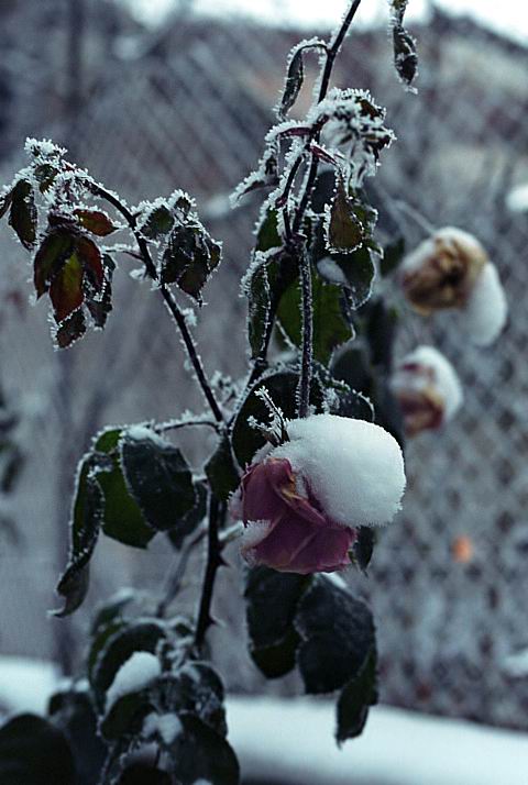 photo "Winter sketches" tags: nature, flowers
