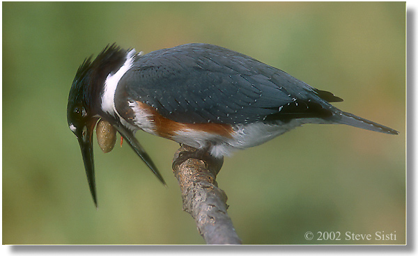 фото ""Yaking" a Pellet" метки: природа, дикие животные