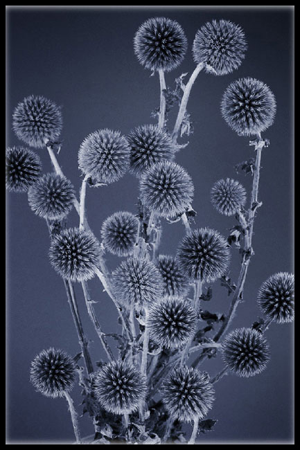 photo "blue thistles" tags: nature, flowers