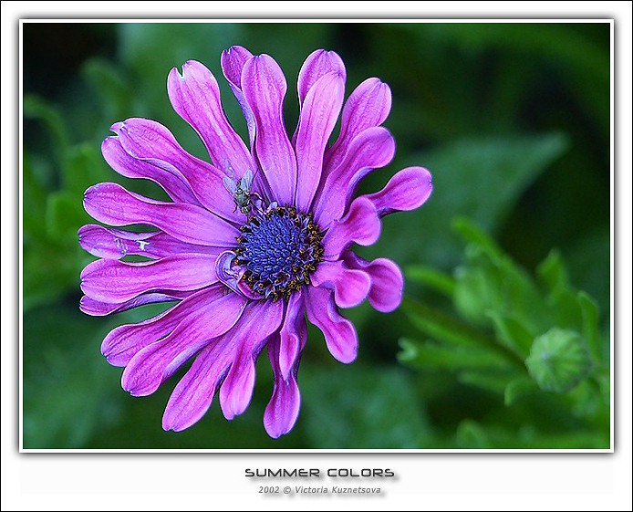 photo "Summer colors" tags: macro and close-up, nature, flowers