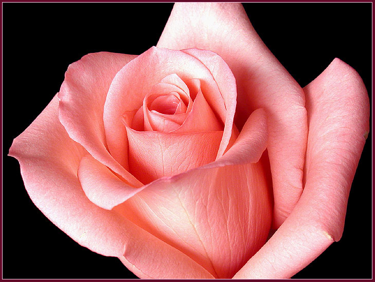 фото "Rose & Love ..." метки: природа, макро и крупный план, цветы