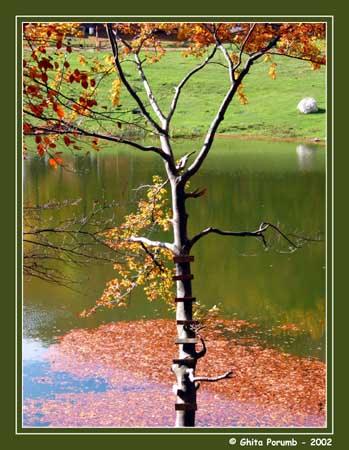 photo "Autumnal" tags: nature, 