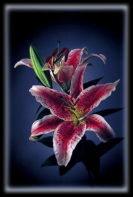 photo "lilies" tags: nature, flowers