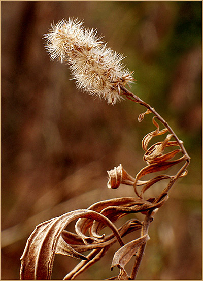 photo "Turnings" tags: nature, flowers