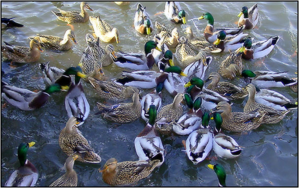 photo "Too many ducks" tags: nature, wild animals