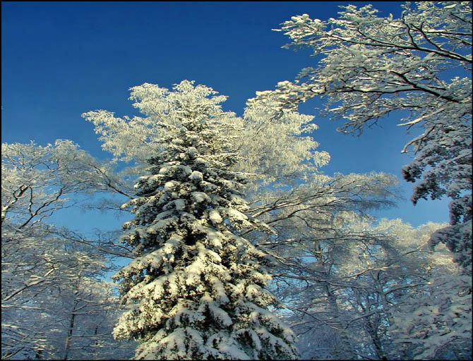 photo "New Year comes!!!" tags: landscape, forest, winter