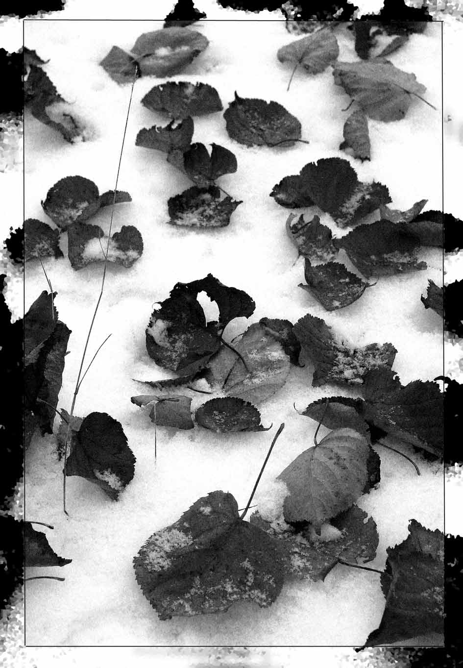 photo "Inversion: a snowfall a leaf fall" tags: nature, 