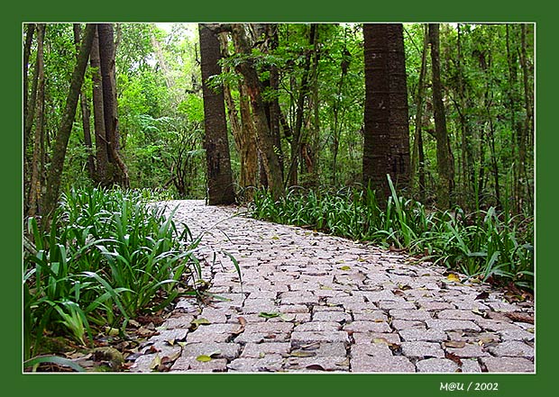 photo "Green way" tags: nature, 