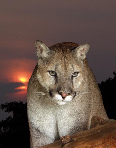 photo "Night Hunter" tags: nature, portrait, wild animals