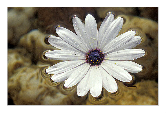 фото "Happy New Year 2003 !!!!!" метки: макро и крупный план, природа, цветы