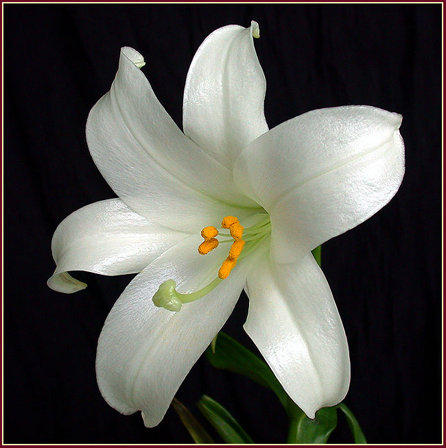 photo "Blooming white lily" tags: nature, flowers