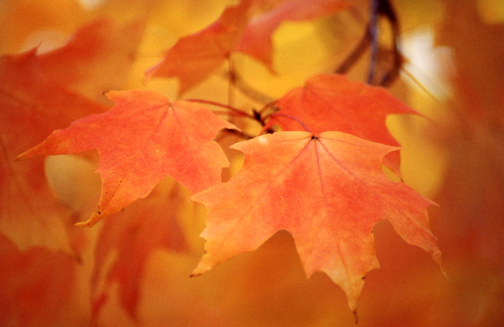 фото "Autumn Leaves" метки: пейзаж, природа, осень, цветы