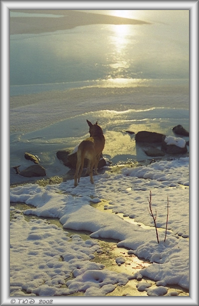 фото ""Мороз и солнце: день чудесный!.."" метки: пейзаж, природа, домашние животные, зима