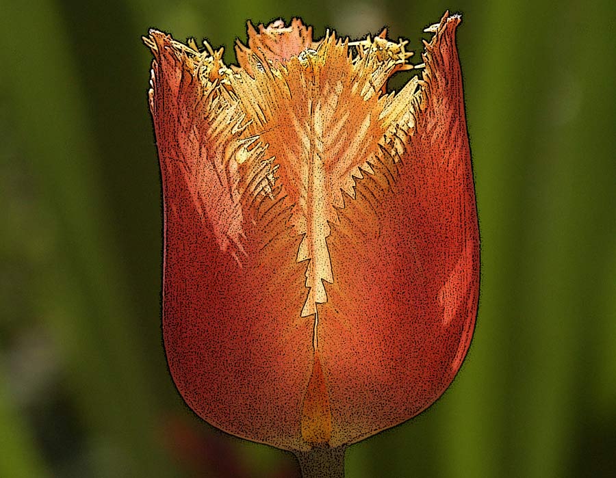 photo "fringed tulip" tags: nature, flowers