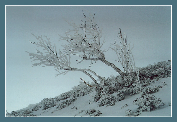 фото "Зимнее деревце" метки: пейзаж, горы, зима