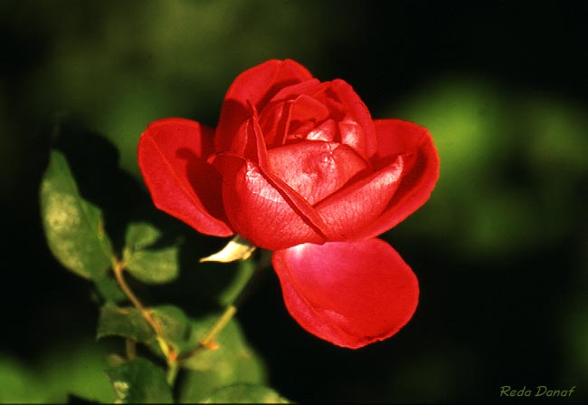 фото "Red Rose" метки: природа, цветы