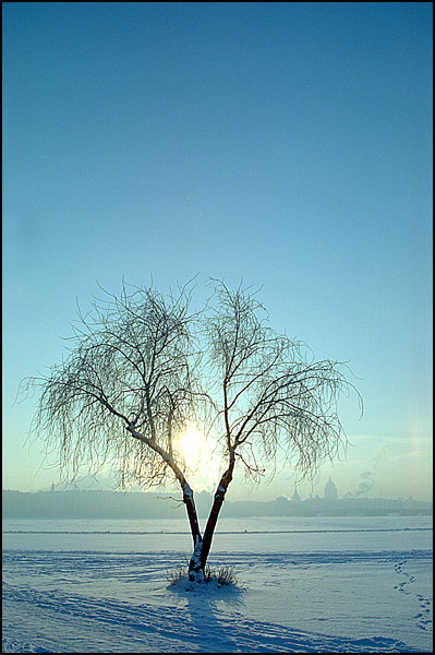 photo "About a tree" tags: landscape, winter