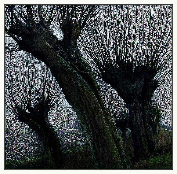 фото "Eye pasture ;-)" метки: натюрморт, фотомонтаж, 