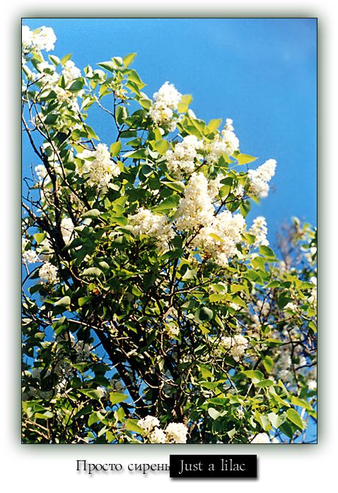 photo "Just Lilac" tags: nature, landscape, flowers, spring