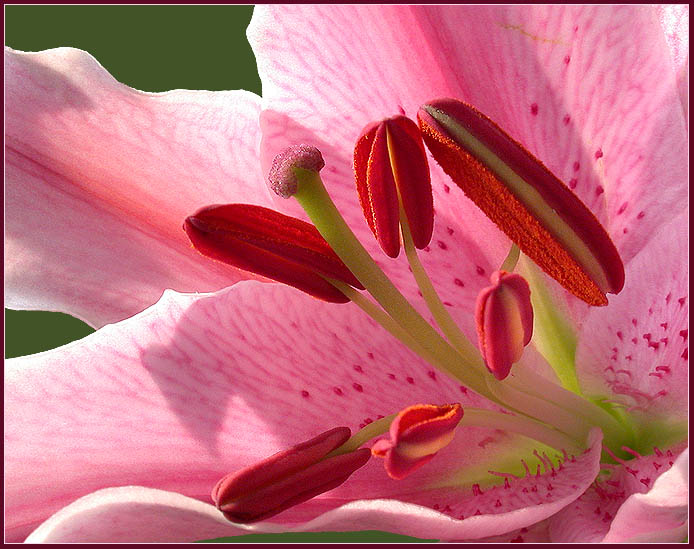 photo "Lily (2)" tags: macro and close-up, nature, flowers