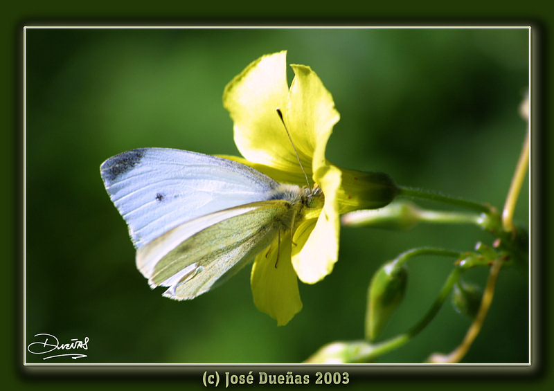 фото "Butterfly" метки: природа, макро и крупный план, насекомое