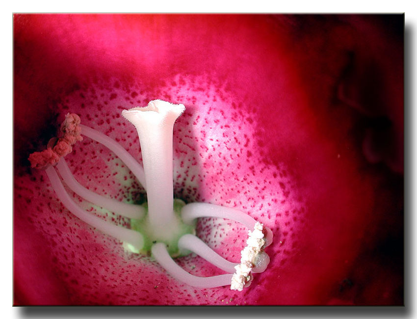 фото "Floral Anemone" метки: природа, цветы
