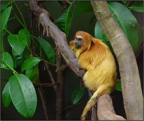 photo "Red head" tags: nature, wild animals