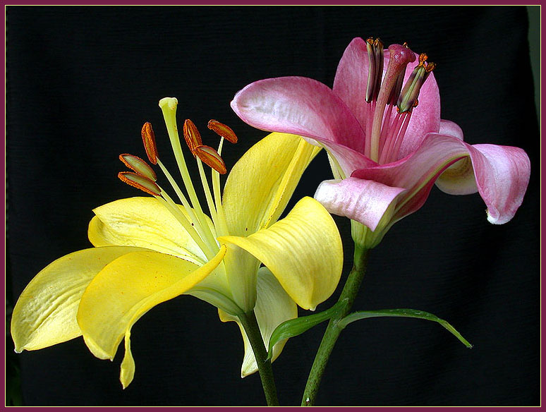 фото "Lilies & Colors..." метки: природа, цветы