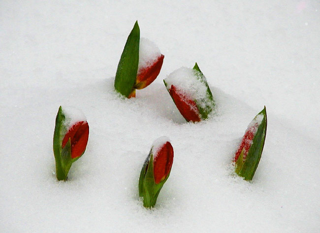 photo "Winter Tulip" tags: nature, flowers