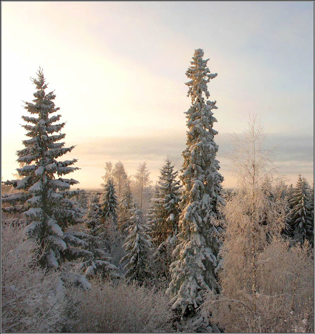 фото "Лес-зимой-4" метки: пейзаж, зима, лес