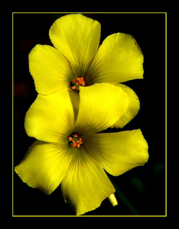 фото "Sour" метки: природа, цветы