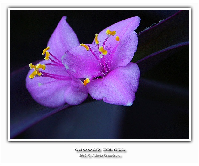 photo "Summer colors" tags: macro and close-up, nature, flowers