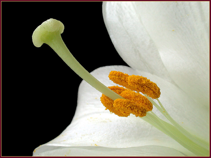 photo "Close to it for touching..." tags: macro and close-up, nature, flowers