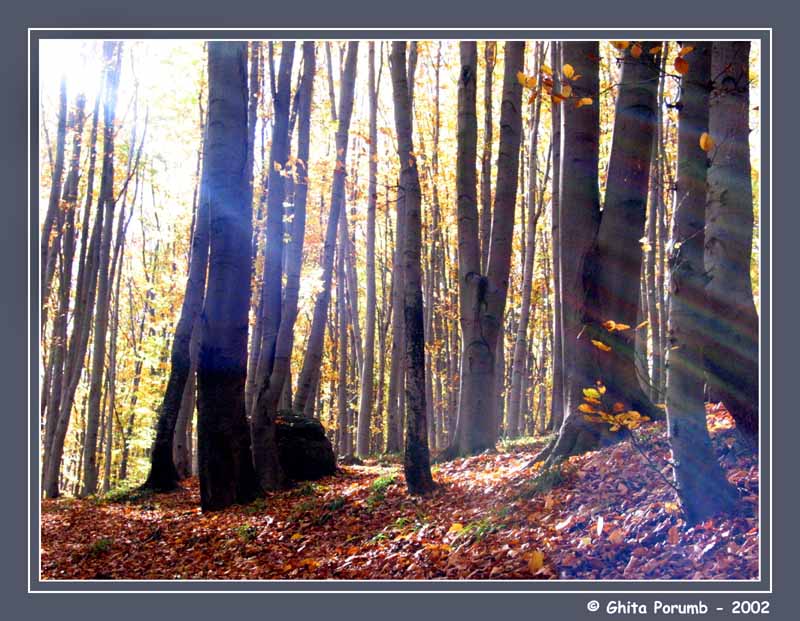 photo "Sun-beams" tags: landscape, forest
