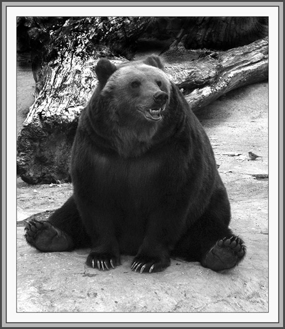 photo "The character of Russia" tags: nature, portrait, wild animals