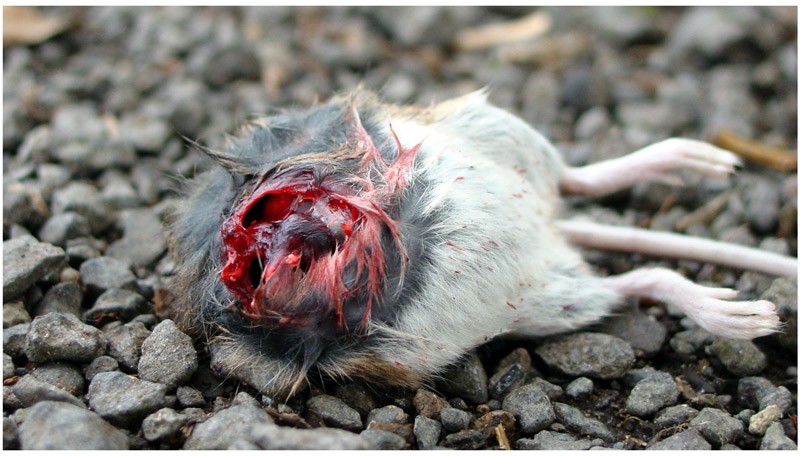 photo "headless" tags: nature, wild animals